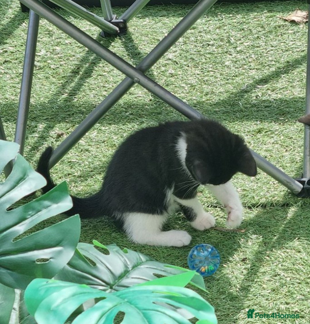 British Shorthair cats for sale: Cute cat - Image 3