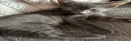 Mixed Breed cats for sale: Grey&white F.  All grey M.  - Advert 10