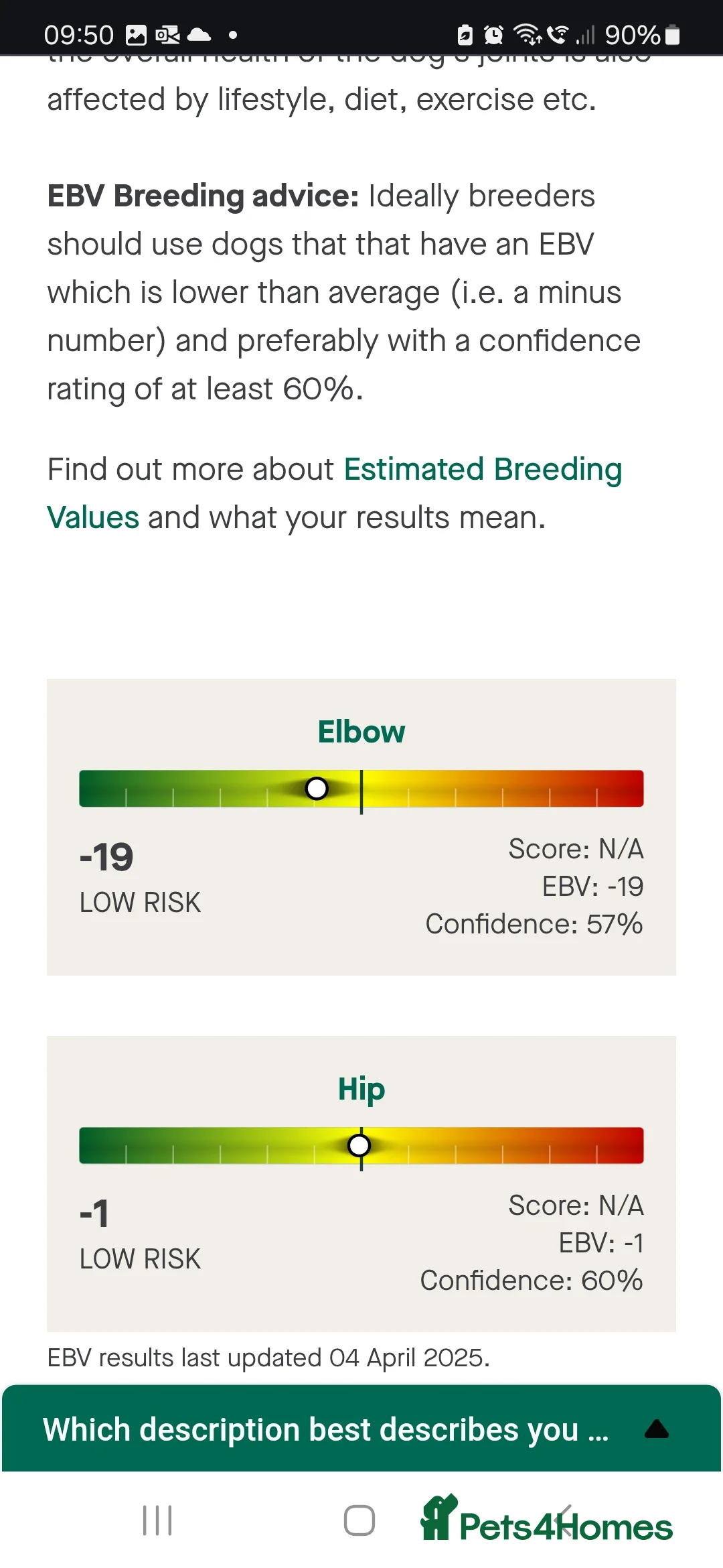 Labrador Retriever dogs for stud: Gorgeous Labrador retriever "PROVEN STUD" in Haddington - Advert 10