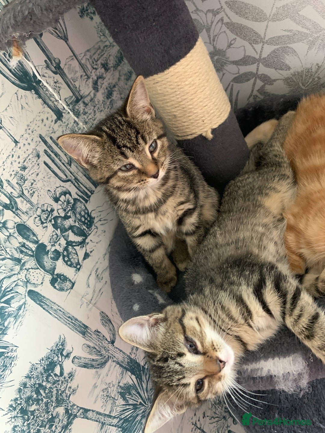 Domestic Shorthair cats for sale: Kittens  - Image 8