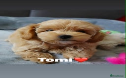 Maltipoo dogs for sale: Tiny F1 Asian Maltipoo puppies. Ready now! - Image 7