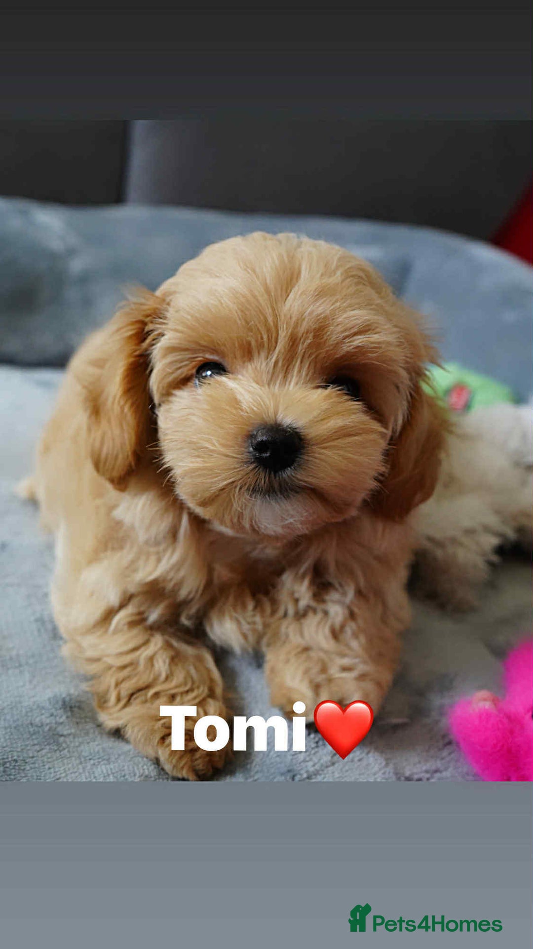 Maltipoo dogs for sale: Tiny F1 Asian Maltipoo puppies. Ready now! - Image 7