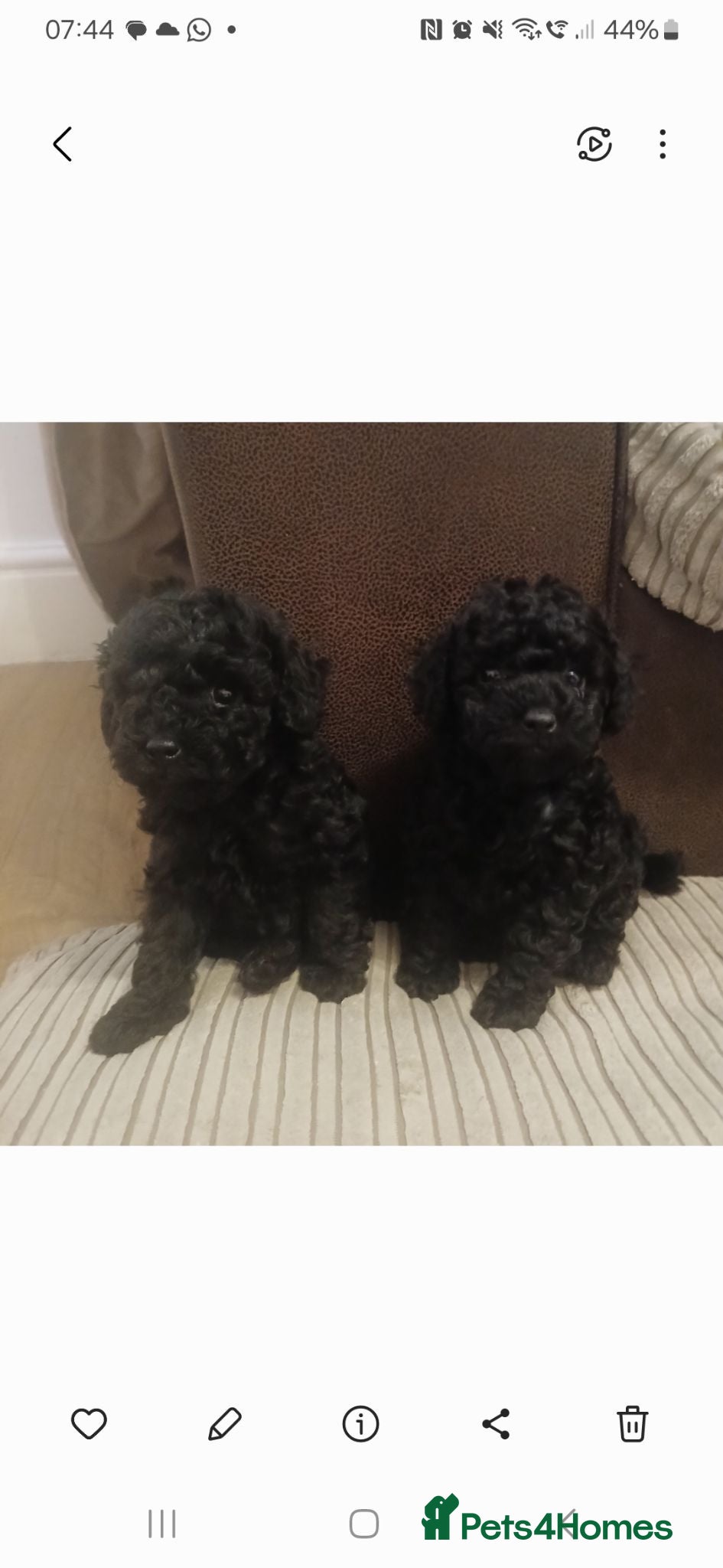 Toy Poodle dogs 🐶😍2 Gorgeous girls left😍Toy poodle pups🐶 😍  - Advert 9