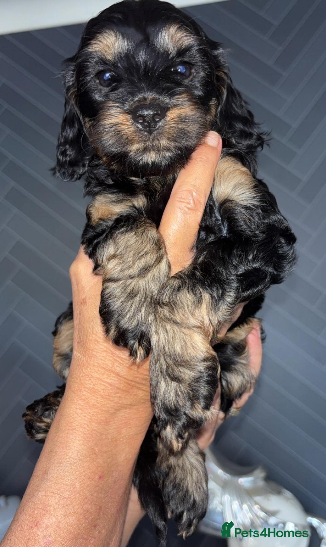 Cockapoo dogs for sale: Beautiful cockerpoo pups - Image 3
