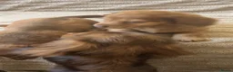 Miniature Dachshund dogs for sale: 2 stunning long hair pups  - Advert 6