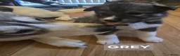 Siberian Husky dogs for sale: A lovely liter of 6 siberian husky pups. - Advert 10
