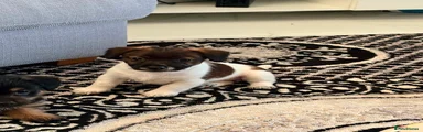 Jack Russell Puppy 2