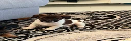 Jack Russell dogs for sale: Stunning jackrussel puppies! - Advert 4