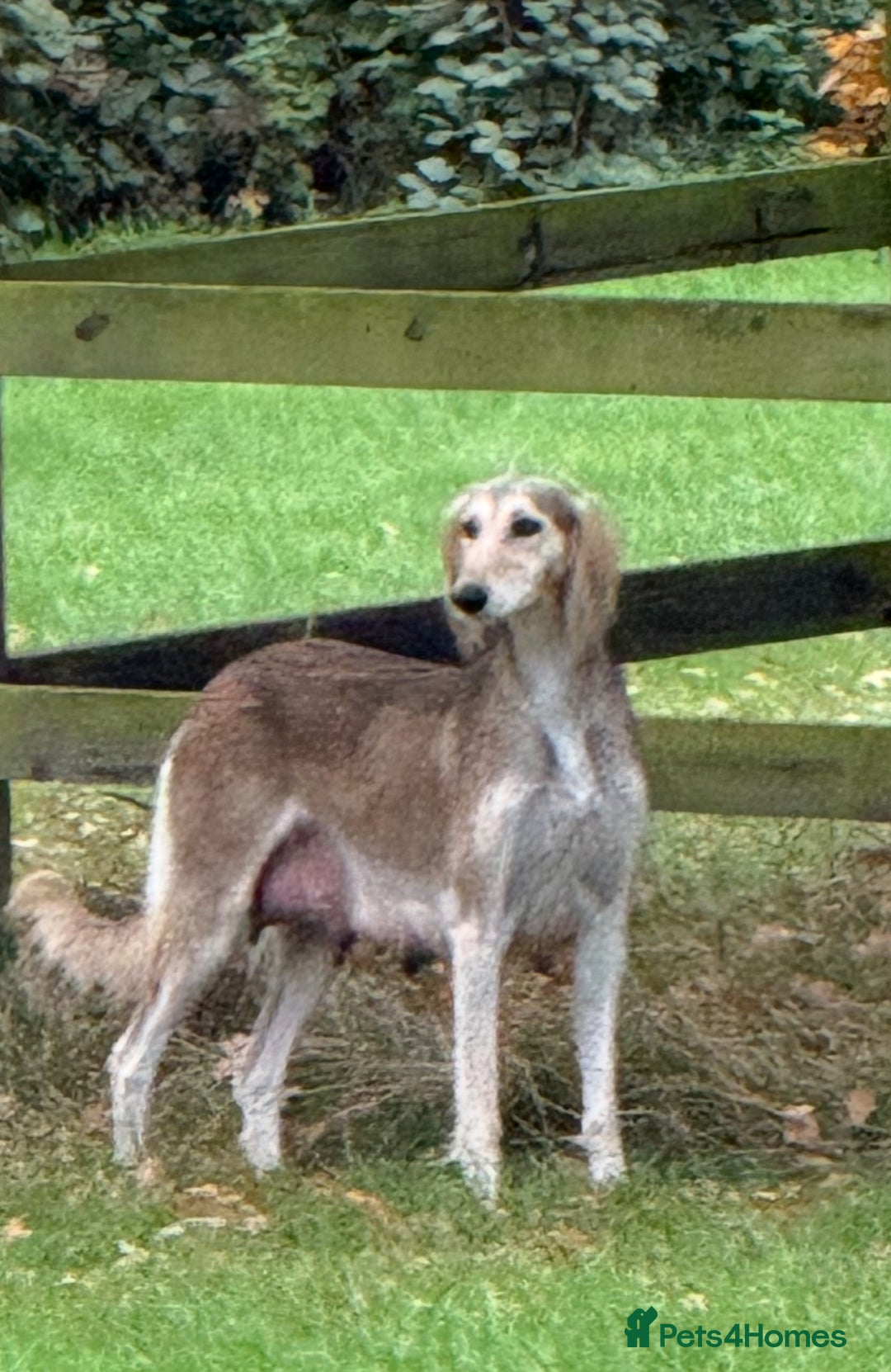 Saluki dogs for sale: Lovely Saluki Puppies - Advert 6