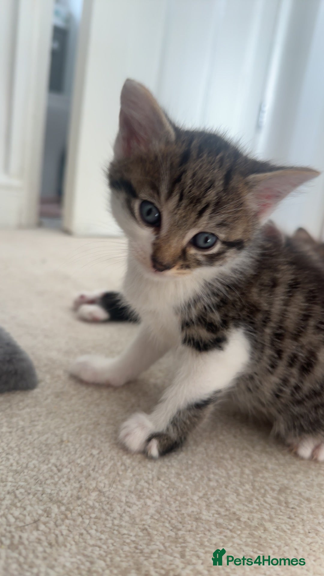 Mixed Breed cats Beautiful kitten looking for his forever home - Advert 14