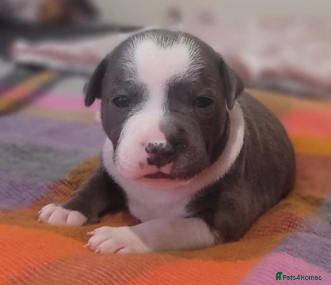 Staffordshire Bull Terrier dogs for sale: Kc Blue Staff pups - Advert 3