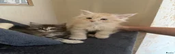 Maine Coon cats for sale: Main coon kittens - Advert 9