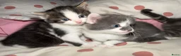 Mixed Breed cats for sale: 3 beautiful fluffy kittens - Advert 7
