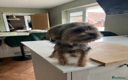 Yorkshire Terrier dogs for sale: Yorkshire terrier  - Image 1