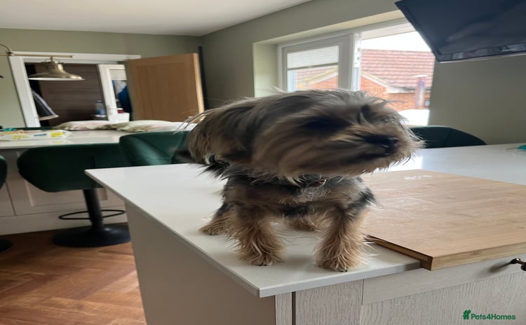 Yorkshire Terrier dogs - Advert 1
