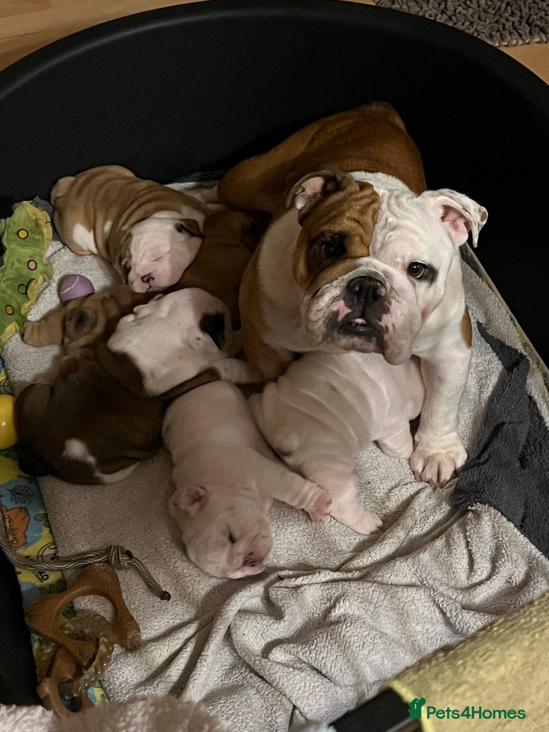 English Bulldog dogs for sale: English bulldogs - Advert 13