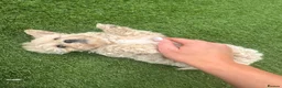 Maltipoo dogs for sale: Beautiful small Maltipoos (Asian poodle) f1 💙💙 - Advert 34