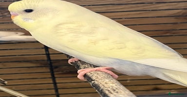Budgerigars birds - Advert 5