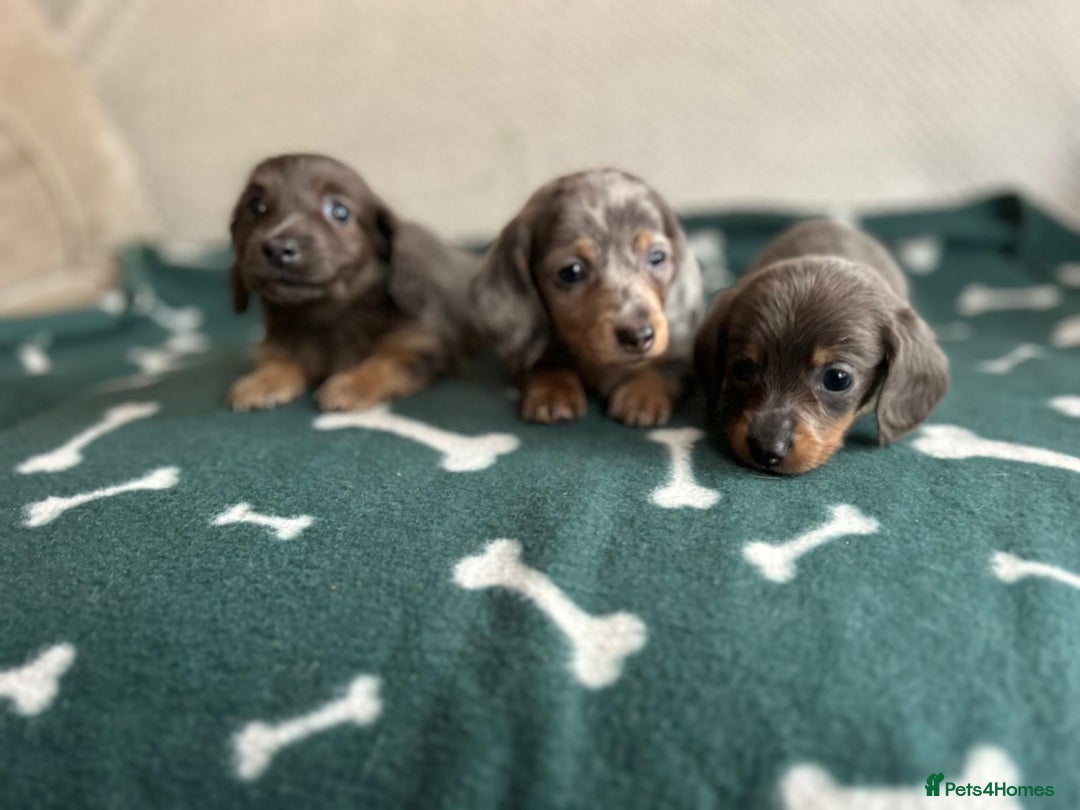 Miniature Dachshund dogs for sale: ***long haired mini dachshunds **** - Image 12