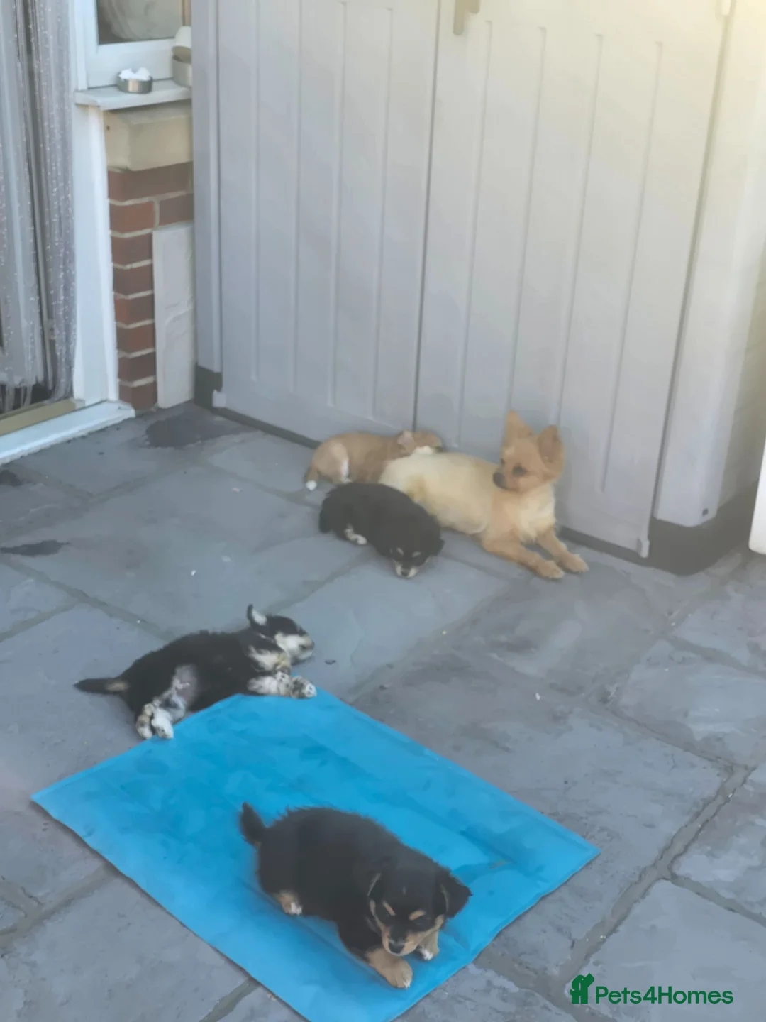 Mixed Breed dogs for sale: Reduced last boy  - Advert 2