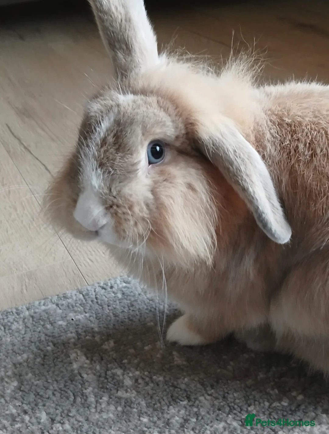 Mixed Breed rabbits for sale: Male lionhead, female lop - Advert 2