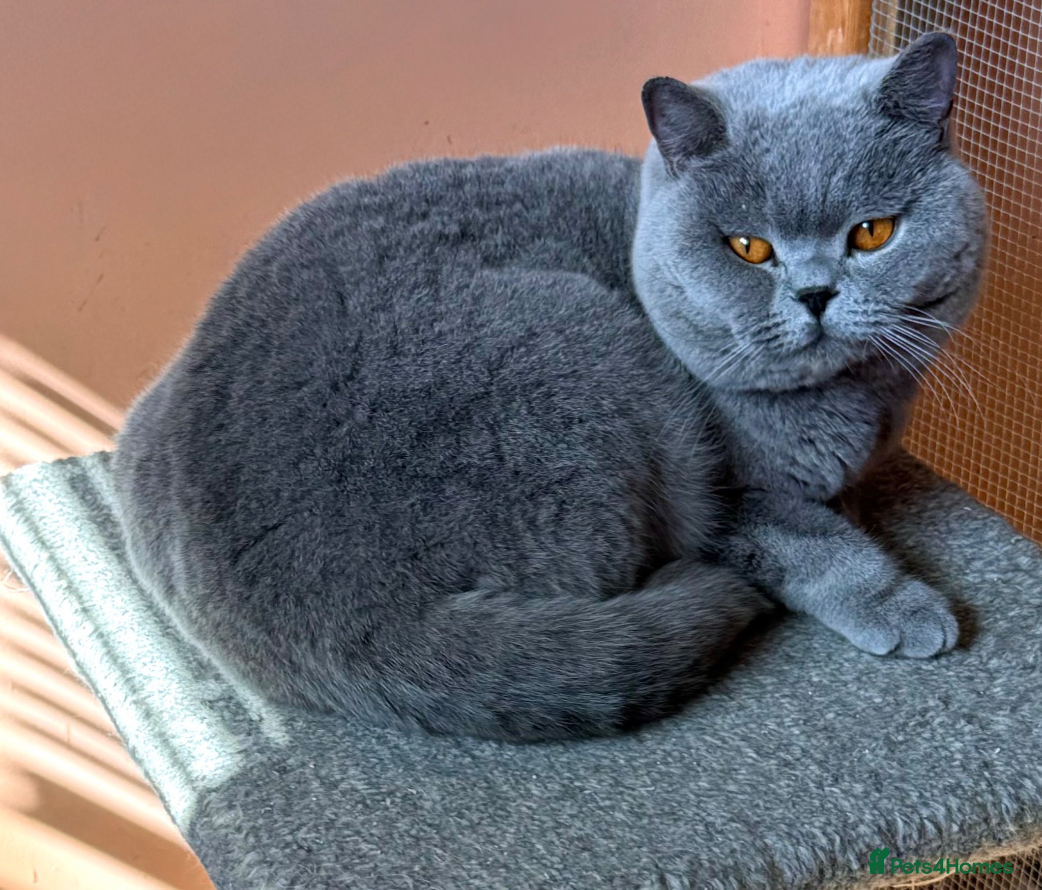 British Shorthair cats Stunning Import BSH Boy,GCCF&TICA active-for stud! - Advert 11