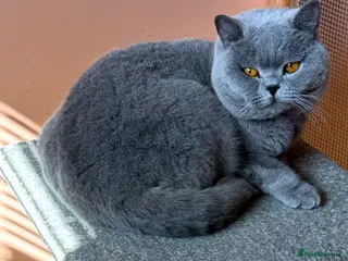 British Shorthair cats Stunning Import BSH Boy,GCCF&TICA active-for stud! - Advert 11
