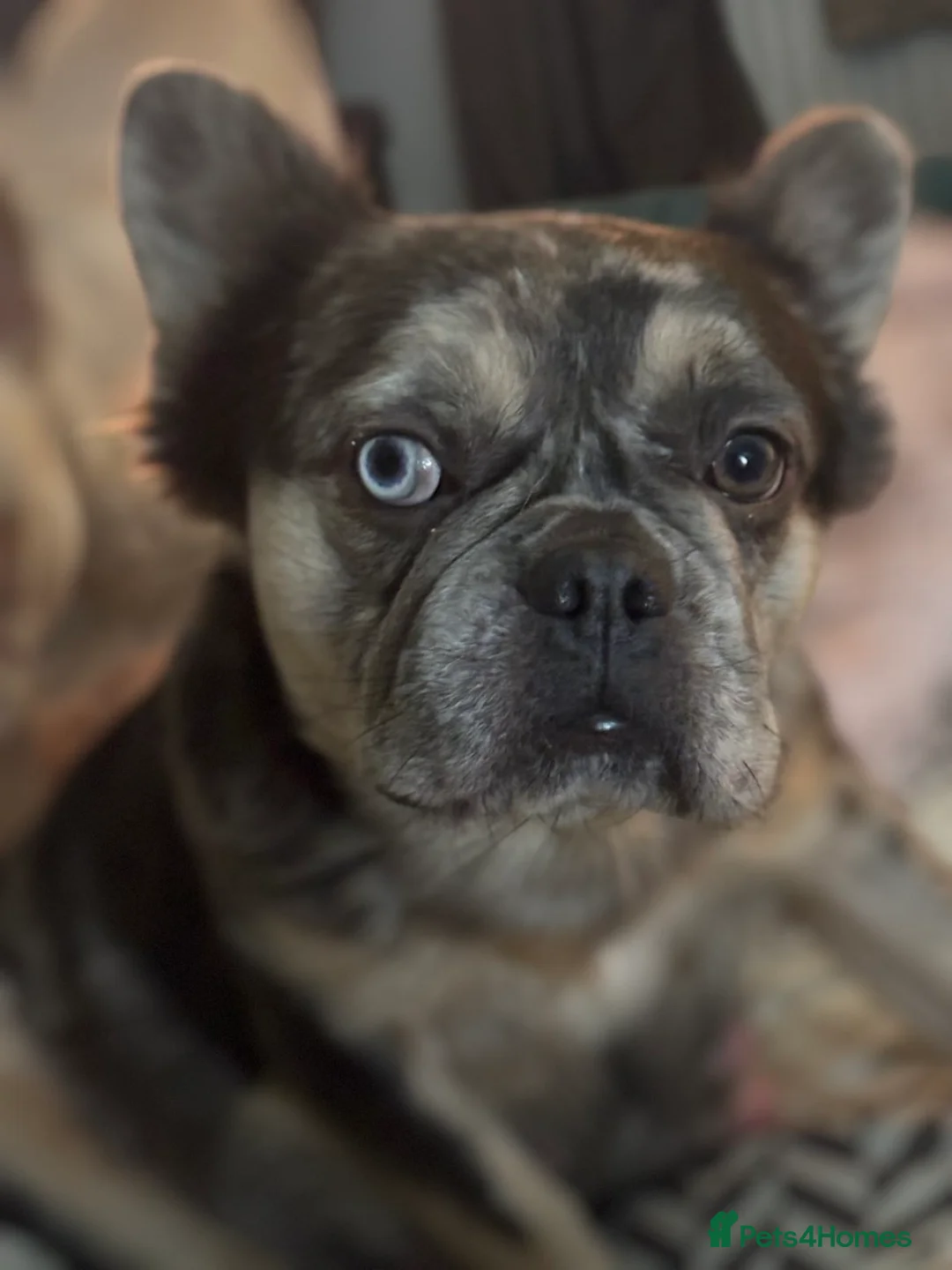 French Bulldog dogs for sale: Beautiful French bulldogs  - Advert 7