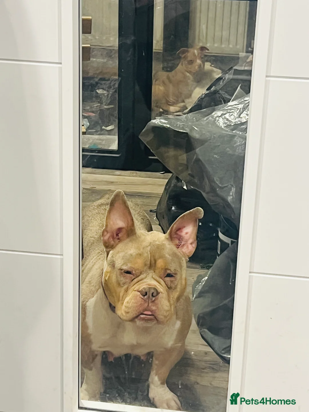 Gallery Image {{count}}