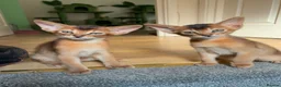 Abyssinian cats for sale: TICA 5* pedigree Abyssinian Kittens  - Advert 3