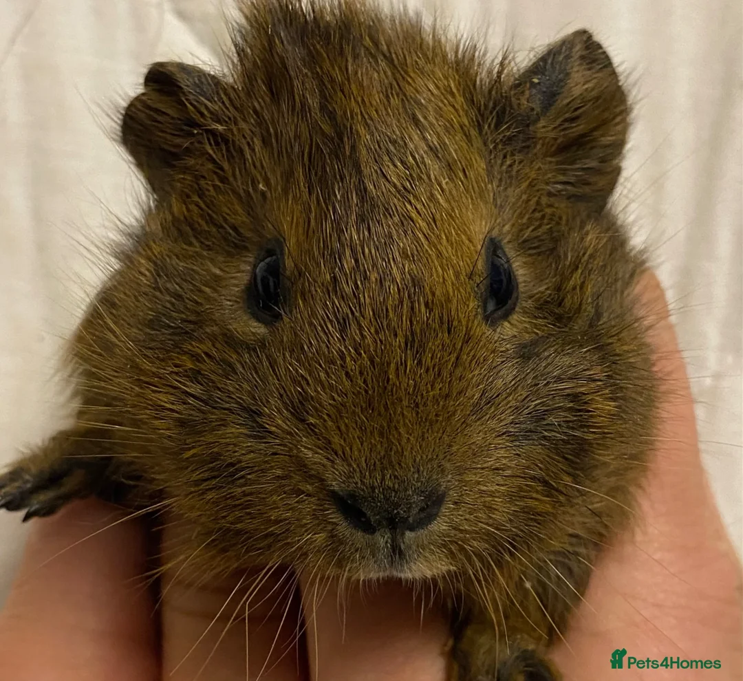 Guinea Pig rodents for sale: Baby Female Guinea Pigs For Sale  - Advert 2
