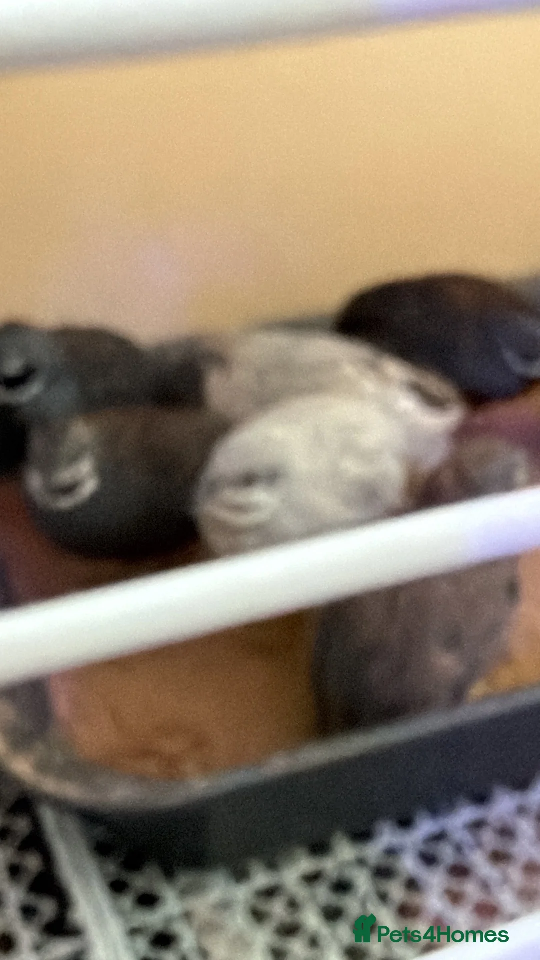 Quail poultry for sale: Button quails (male) - Advert 3
