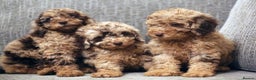 Miniature Poodle dogs for stud:  Chocolate Merle miniature poodle  in York - Advert 22
