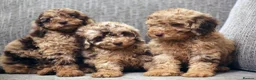 Miniature Poodle dogs for stud:  Chocolate Merle miniature poodle  - Advert 22