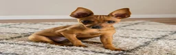 Miniature Pinscher dogs for sale: Min Pin Jesko Is Looking For His Forever Family 💙 - Advert 1