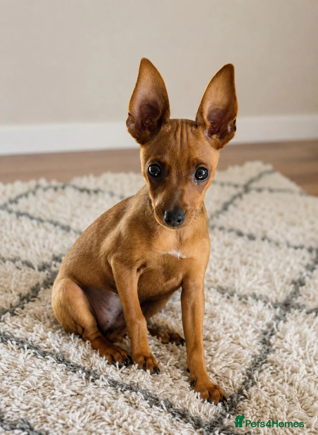Miniature Pinscher dogs for sale: Min Pin Jesko Is Looking For His Forever Family 💙 - Advert 1