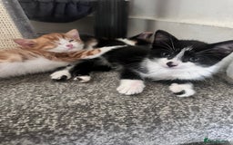 British Shorthair cats for sale: Black and white kitten  - Image 2