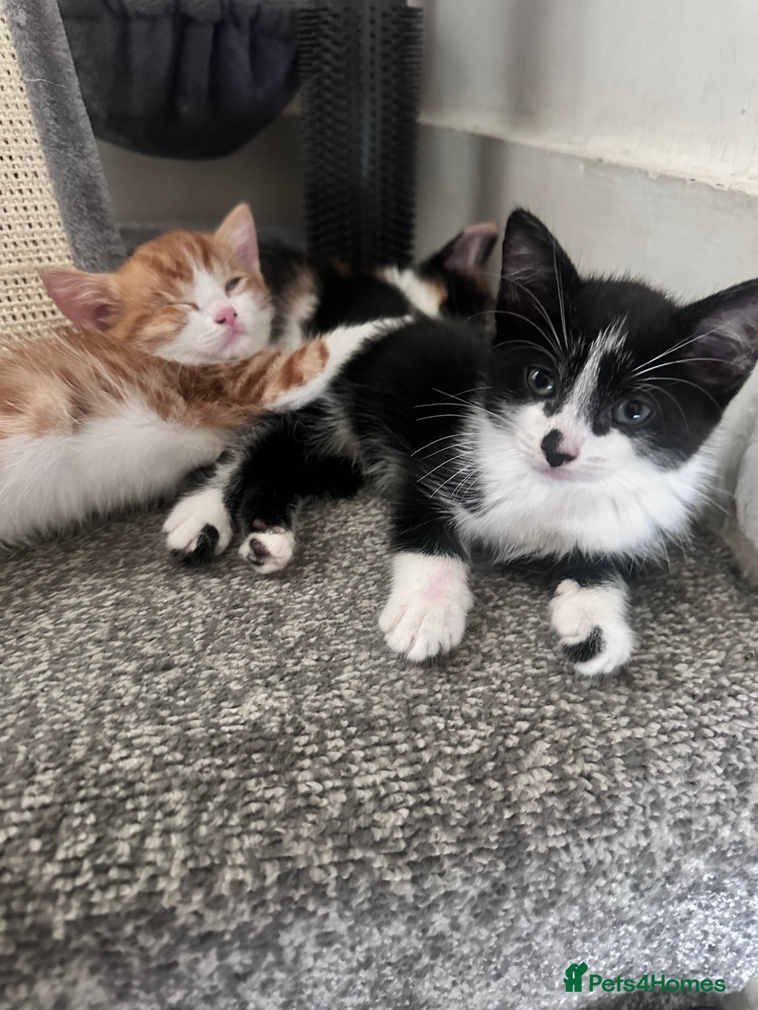 British Shorthair cats for sale: Black and white kitten  - Image 2