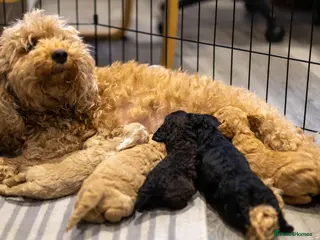 Mini Goldendoodle dogs Minid Goldendoodles - Advert 4