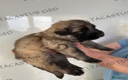 German Shepherd dogs for sale: Kcreg blue sable carrying Isabella GSD pups  - Image 10