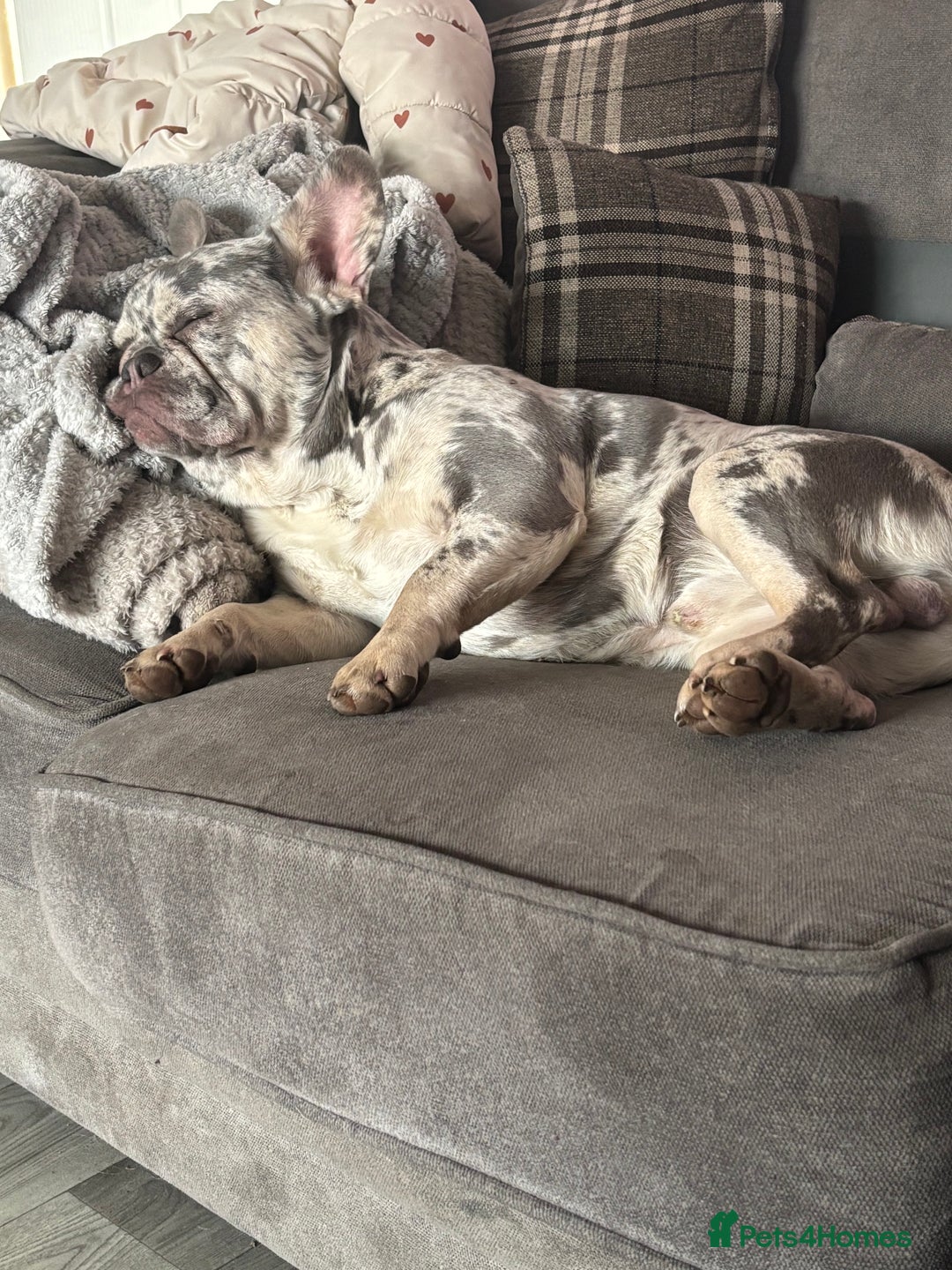 French Bulldog dogs for sale: Male Merle French bulldog  - Image 3