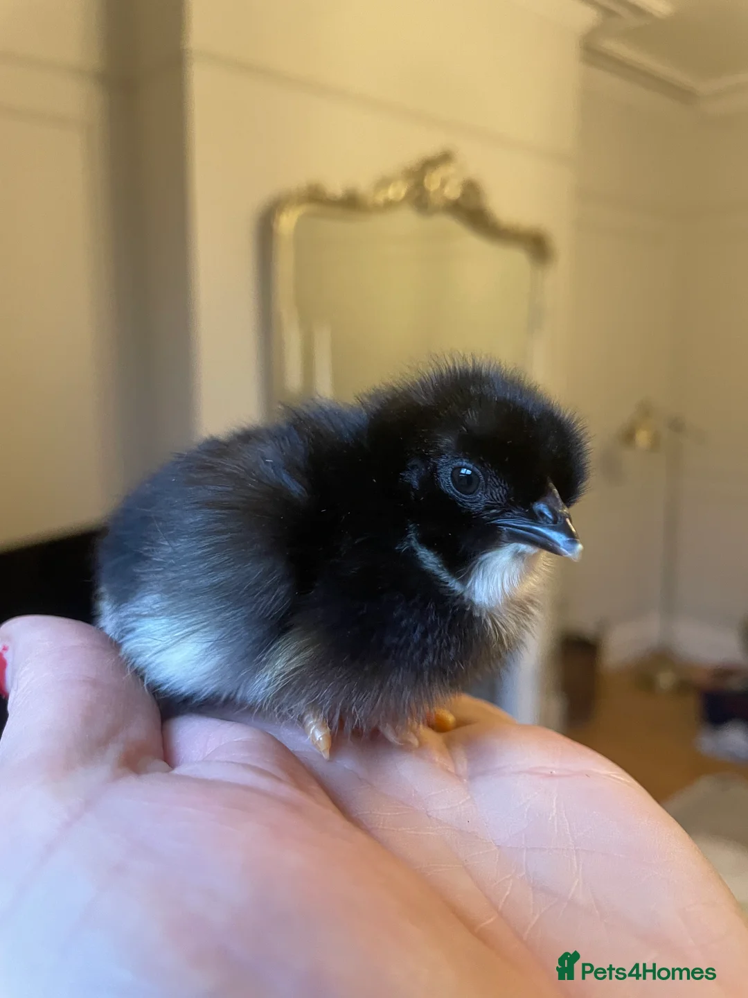 Chickens poultry for sale: 🖤🤎Black Copper Marans 🤎🖤 - Advert 1