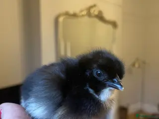 Chickens poultry 🖤🤎Black Copper Marans 🤎🖤 - Advert 2