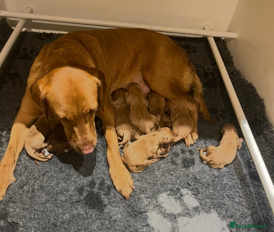 Labrador Retriever dogs for sale: KC Stunning dark fox red labrador puppies - Image 7