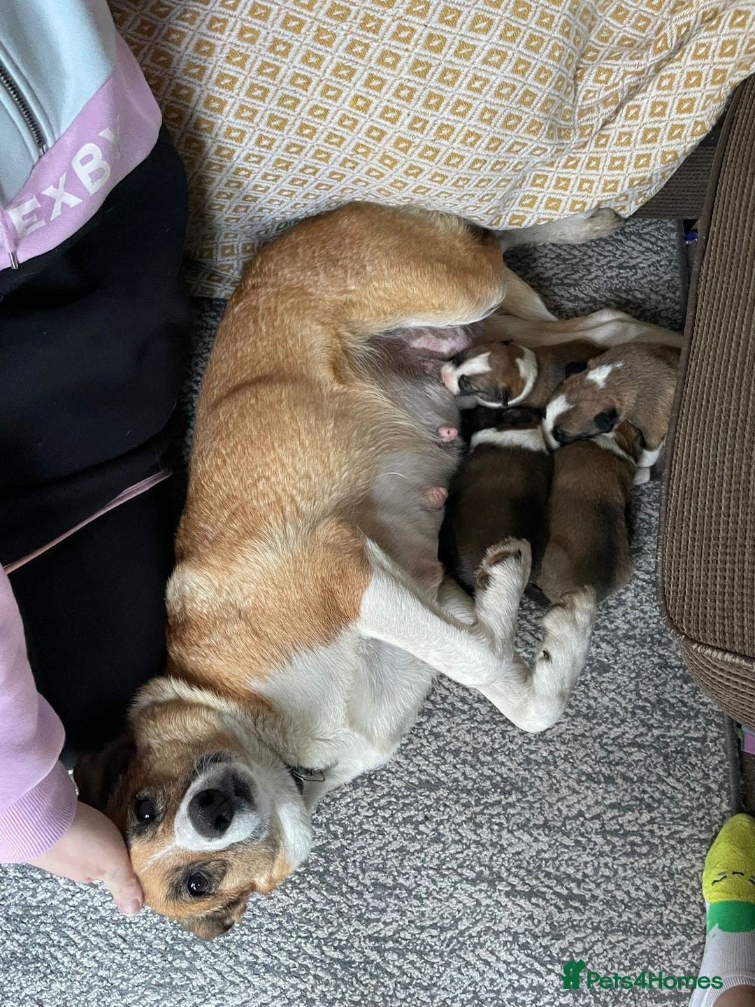 Border Collie dogs for sale: Welsh Sheepdog x Border Collie puppies for sale - Advert 4