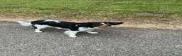Cavalier King Charles Spaniel dogs for stud: Maisie moo in Cupar - Advert 5