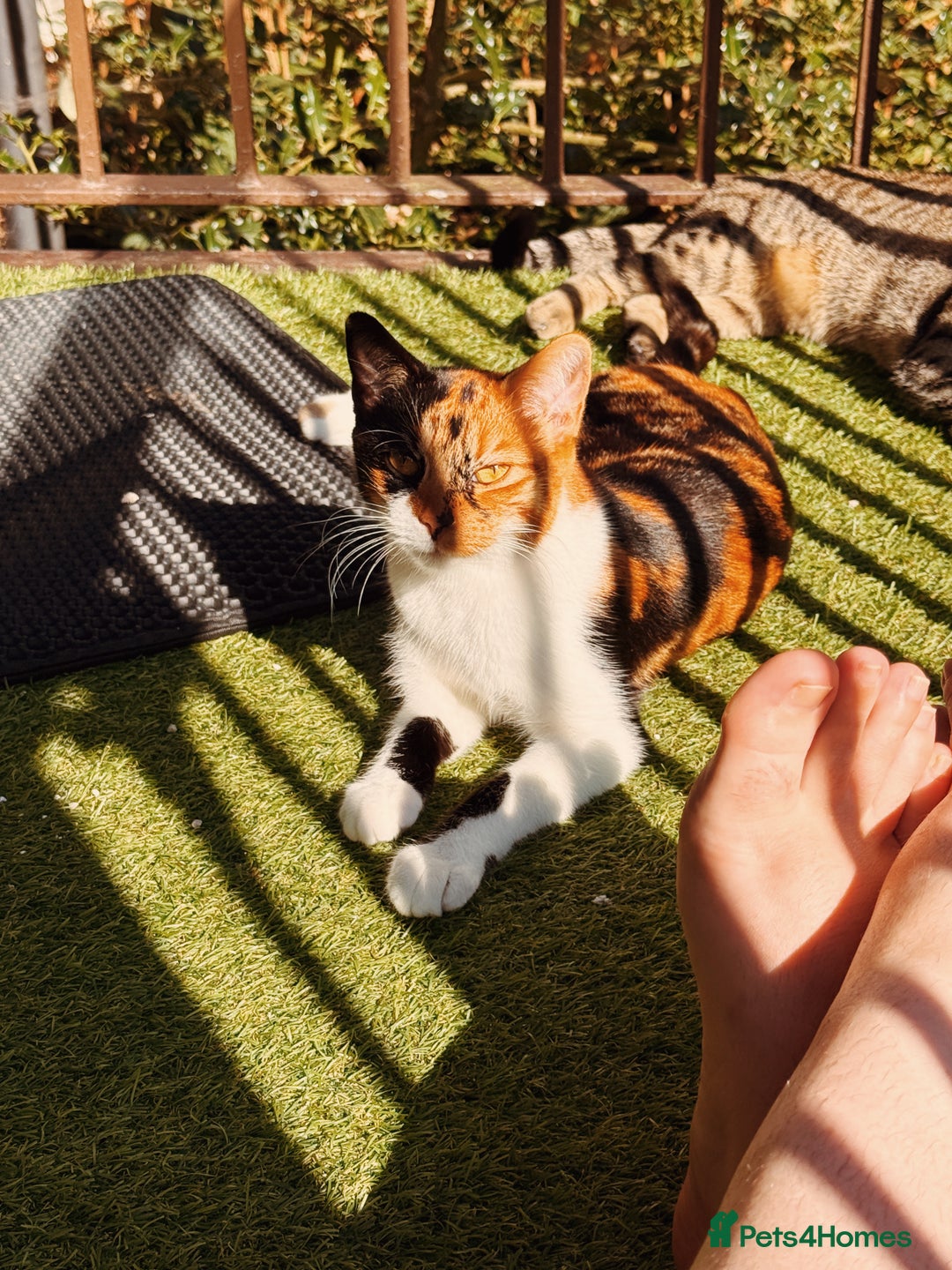 British Shorthair cats for sale: Midnight and Edith - Advert 4