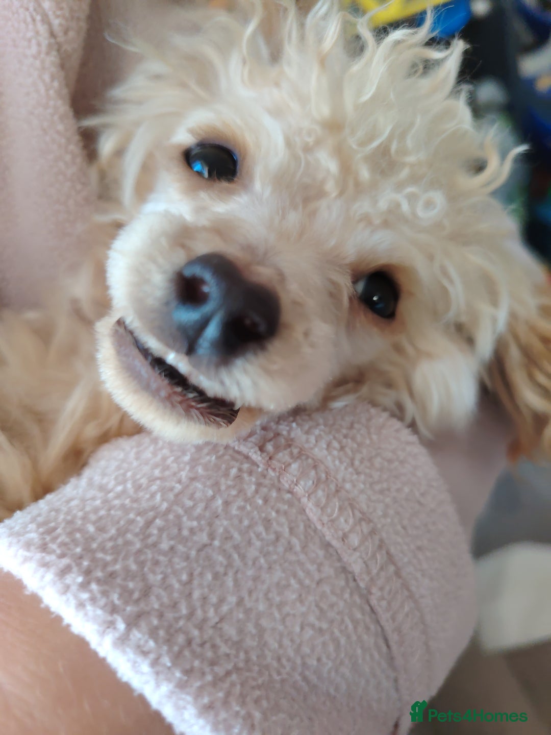 Mixed Breed dogs for sale: Toy X miniatury podle.  - Image 2