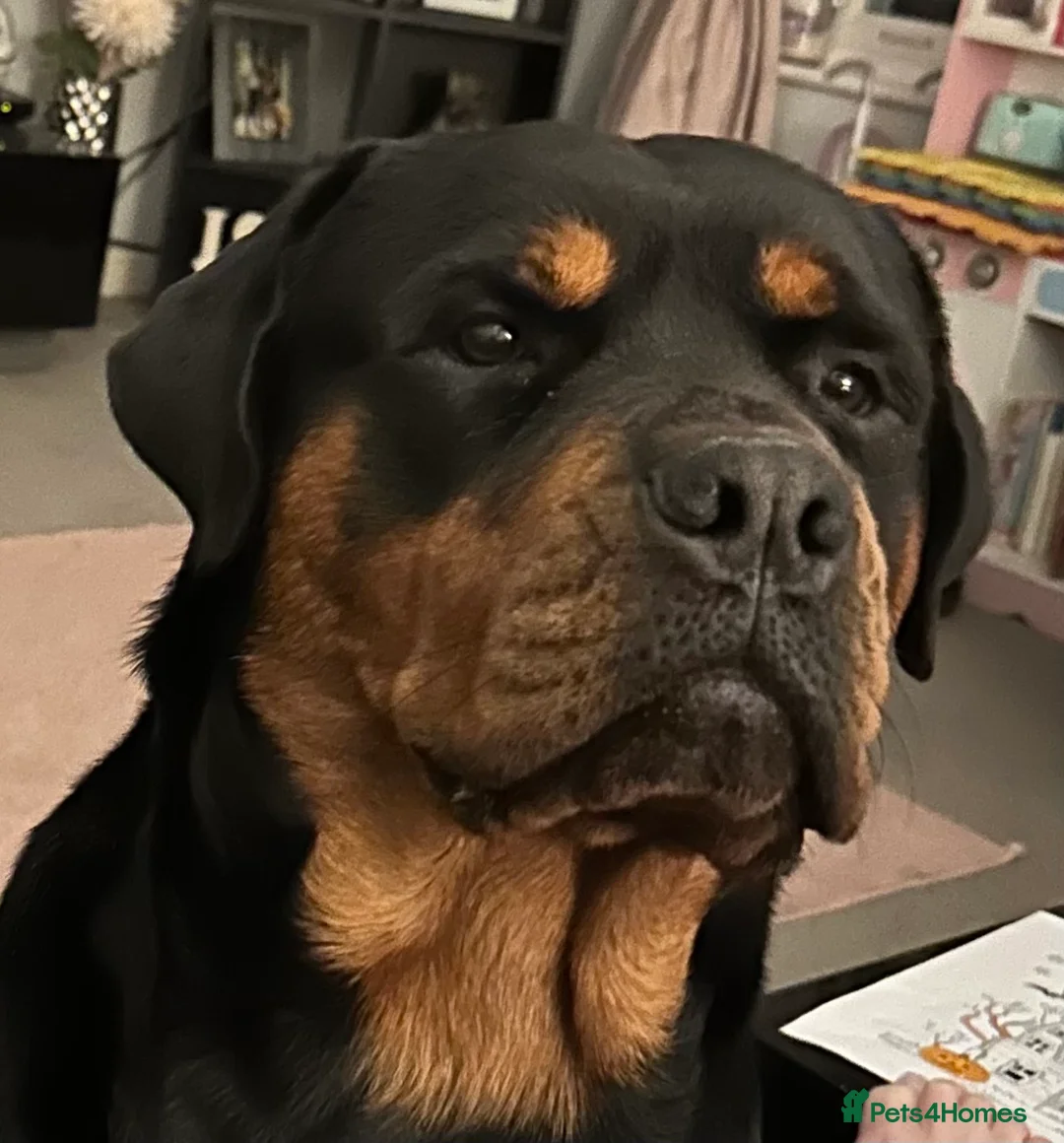 Rottweiler dogs for stud: MALE ROTTWEILER FOR STUD ONLY  - Advert 1