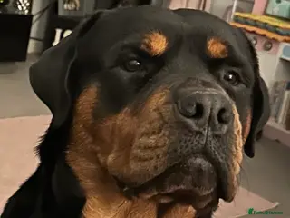 Rottweiler dogs MALE ROTTWEILER FOR STUD ONLY - Advert 3